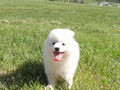 10wks-boy-B-4