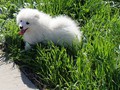10wks-Boy-b-5