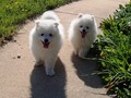 boy B(left)-boy A(right)
