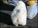 butt-1
