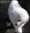 pup-1