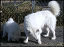 pup-an~1