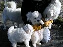 puppie~1