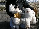 puppie~2