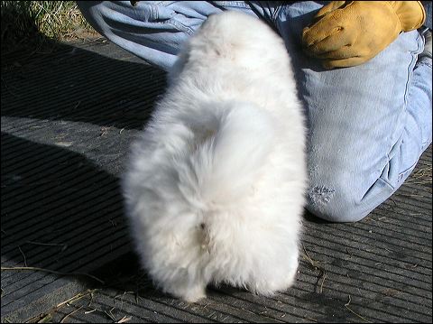 butt-1.jpg