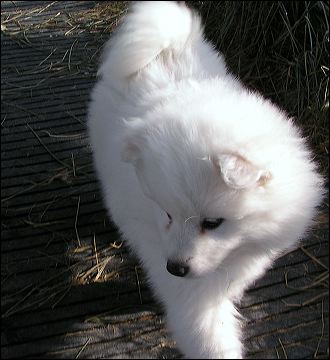 pup-1.jpg