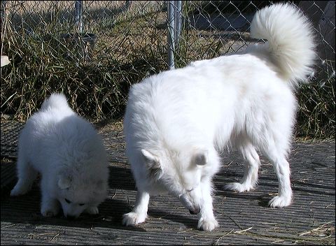 pup-an~1.jpg