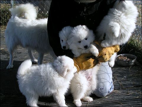 puppie~1.jpg