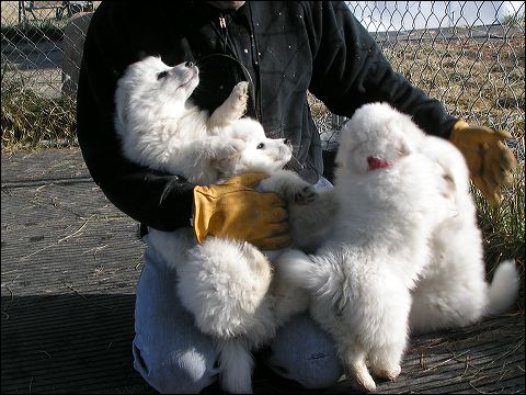 puppie~2.jpg