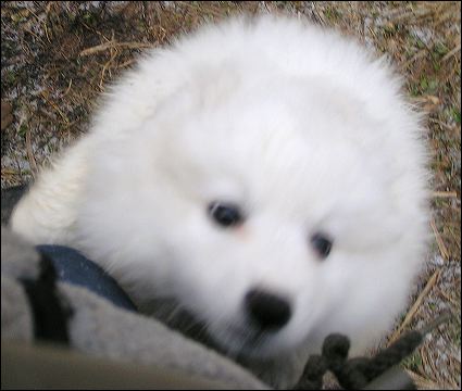 polarb~1.jpg