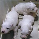 pups