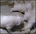pups3