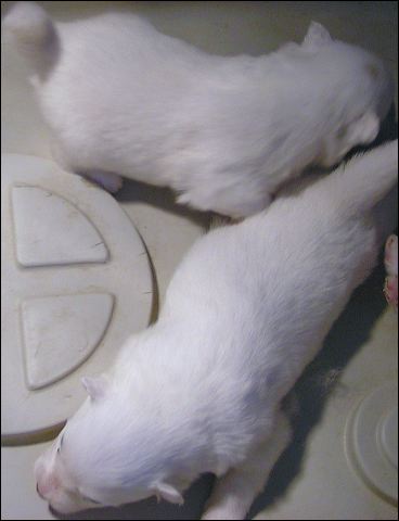 pups2.jpg