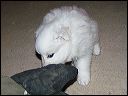 pict0008