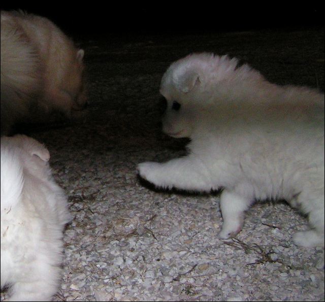 pict0013.jpg