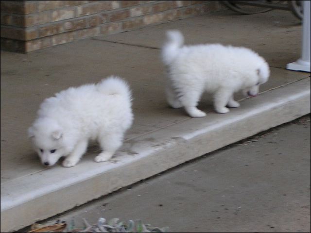 pups.jpg