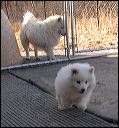 pup(fr~1
