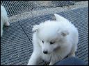 pup-hey
