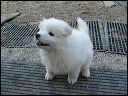 pups-b~1