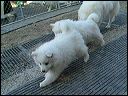 pups1