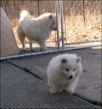 pup(fr~1.jpg