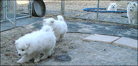 pups(l~1.jpg