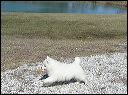 pups-2