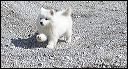 pups-3