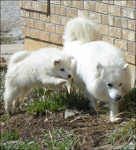 mom_pup.jpg