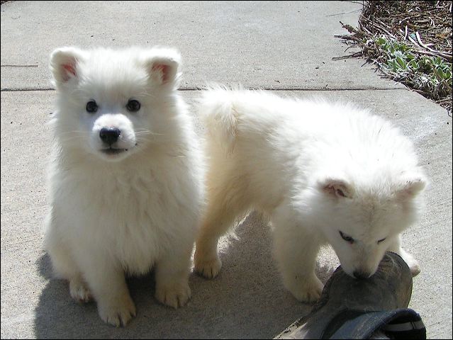 pups-1.jpg