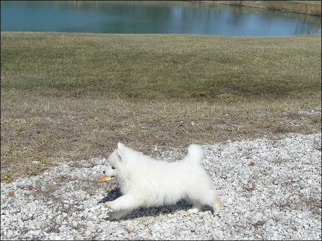 pups-2.jpg