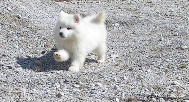 pups-3.jpg