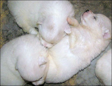 pups-4.jpg