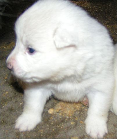 pups-5.jpg