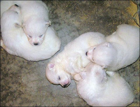 pups-7.jpg