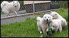 pups-2.JPG 