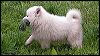pups-4.JPG 