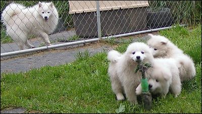 pups-2.jpg