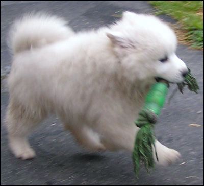 pups-3.jpg