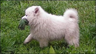 pups-4.jpg