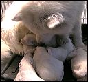 pups1
