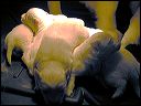 pups3