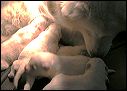 pups4