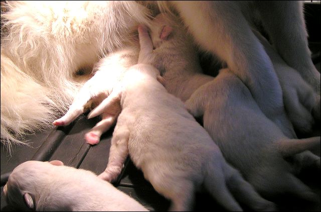 pups2.jpg