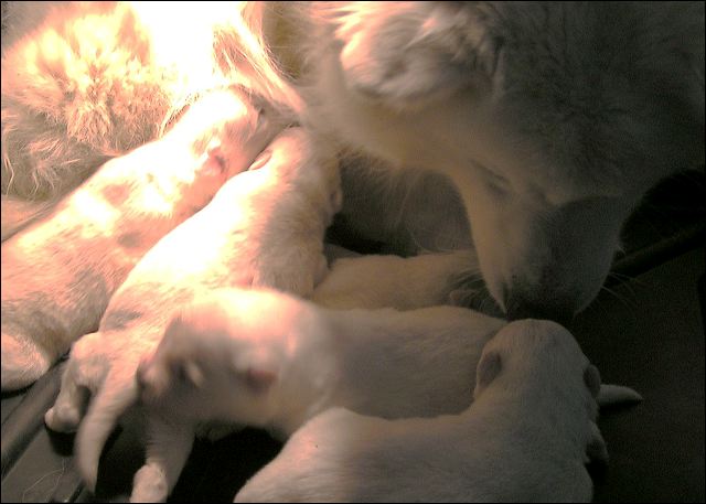pups4.jpg