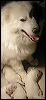 pups-1.JPG 