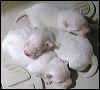 pups-2.JPG 
