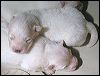 pups-3.JPG 