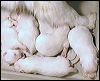 pups-4.JPG 