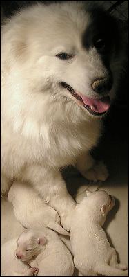 pups-1.jpg